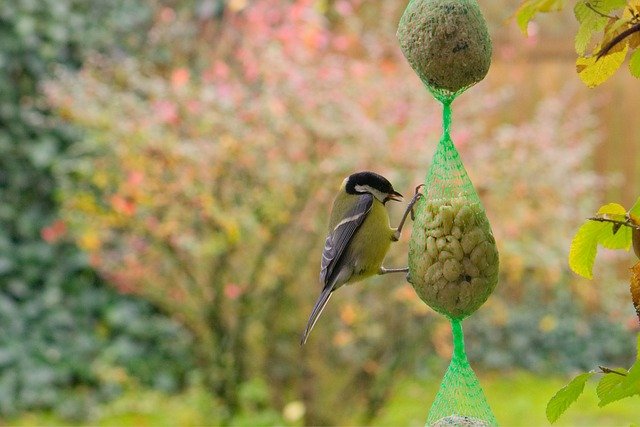 alimente as aves famintas