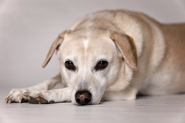 a alergia ao pólen em cães é uma doença sazonal, mas muito desagradável