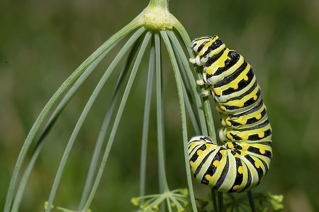 larva motýla